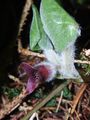 Asarum europaeum（ヨーロッパ産）