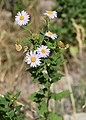 Aster mongolicus