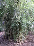 Bamboo, Birmingham Botanical Gardens - geograph.org.uk - 6067780.jpg