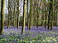 Bluebells at Helpston Heath