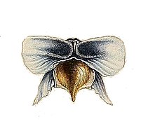 Cavolinia tridentata.