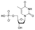 Estructura quimica de la desoxitimidina monofosfat