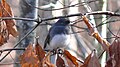 Dark-eyed Junco (Slate-colored subspecies)