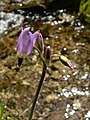 Dodecatheon jeffreyi