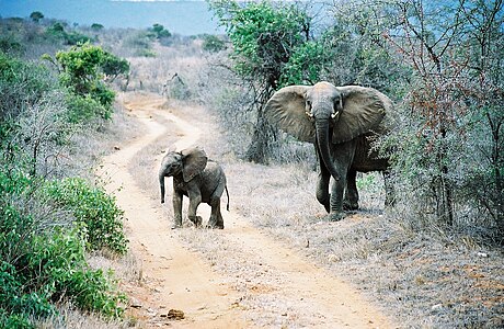 Слоны, переходящие дорогу