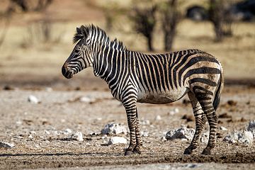 'n Bergkwagga in die in die Nasionale Etoshawildtuin, Namibië.