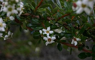 Hvid Eskallonia (Escallonia virgata).