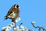 Thumbnail for File:European goldfinch (Carduelis carduelis) male.jpg