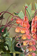 Fuchsia Grevillea.jpg