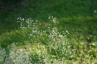 Galium aristatum