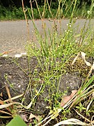 Galium gracilens