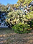 Butia Capitata in Buxton North Carolina.