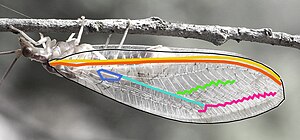 Νεύρωση της Italochrysa italica, μερικές φλέβες χρωματισ- μένες. Kίτρινο: subcosta; καφέ: radius γαλάζιο Pseudomedia σκούρο μπλε: κύτταρο από δυο κλαδιά της Postmedia πράσινο:εσωτερική φλέβα ζικζακ, ροζ: εξωτερική φλέβα ζικζα