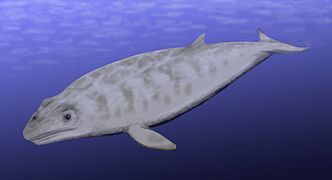 Janjucetus (ballena del Oligoceno)