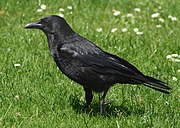 Corvus corone