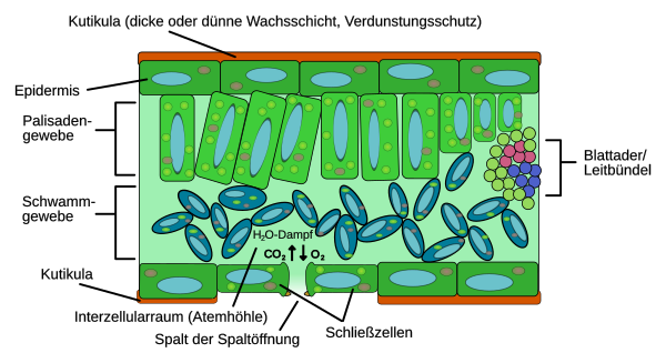 Der innere Aufbau eines typischen Laubblattes