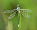 Lestes dryas, dorsal view