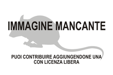 Immagine di Lenothrix canus mancante