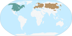 Distribución de la rata almizclera: en cian oscuro: nativo, y en marrón: introducido.