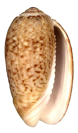 Oliva spicata