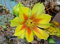 * Nomination Flower of Opuntia gosseliniana --Llez 08:01, 27 November 2011 (UTC) * Decline Too grey, not sharp, noise.--Jebulon 15:23, 4 December 2011 (UTC)