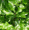 Quercus georgiana