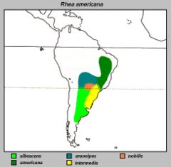Mapa de distribuição das subespécies de ema na América do Sul.