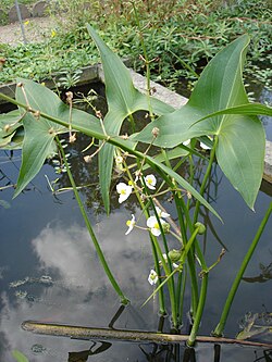Jõgi-kõõlusleht (Sagittaria sagittifolia)