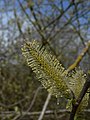 Salix sitchensis