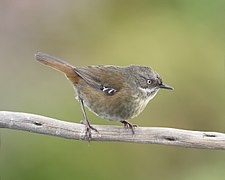 Sericornis humilis - Melaleuca