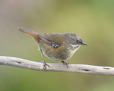 Tasmanian scrubwren, by JJ Harrison