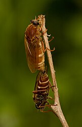 Stinkfliegen bei der Paarung (von Richard Bartz)