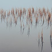 Svartdalstjerna Lakes Primeval Forest Nature Reserve of the Totenaasen Hills in Norway 13.jpg