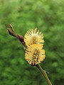 Mannelijke wilgenkatjes (Salix).