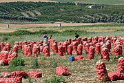 Cebollas turcas.