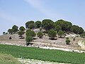 Monte en Cogeces del Monte