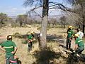 Abattage des bois brûlés dangereux par les APFM pour sécuriser les pistes ouvertes à la circulation publique en Forêt Domaniale de la Colle du Rouet, 2003.