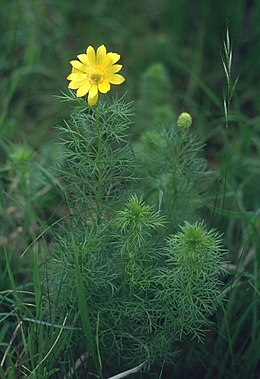 Tavaszi hérics (A. vernalis)