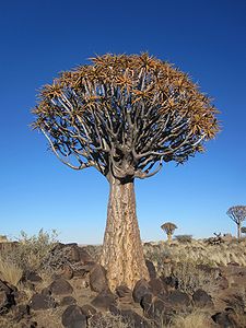 Aloe dichotoma, by Le Grand Portage (edited by Fletcher)