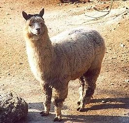 Alpaca (dier)