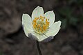 Pulsatilla occidentalis