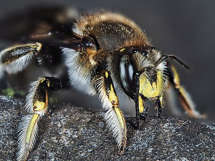 Anthidium manicatum, commonly called the European wool carder bee is a species of bee in the family Megachilidae, the leaf-cutter bees or mason bees. They get the name "carder" from their behaviour of scraping hair from leaves such as lamb's ears.