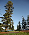 In habitat on Norfolk Island