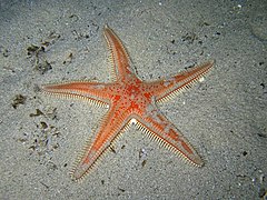 Rode kamster (Astropecten aranciacus)