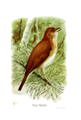 Catharus fuscescens Plate 0 in: Birdcraft, 1897