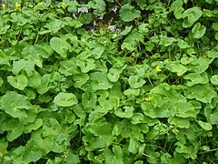 Caltha palustris 126678756.jpg