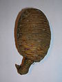 A classic example of a Lebanese Cedar cone.