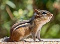 Image 46Eastern chipmunk with stuffed cheeks in Prospect Park