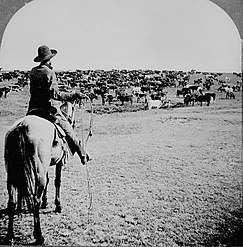 Đàn gia súc và cao bồi, c. 1902