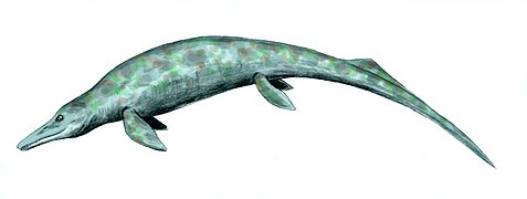 Cymbospondylus (Ichthyosauria)